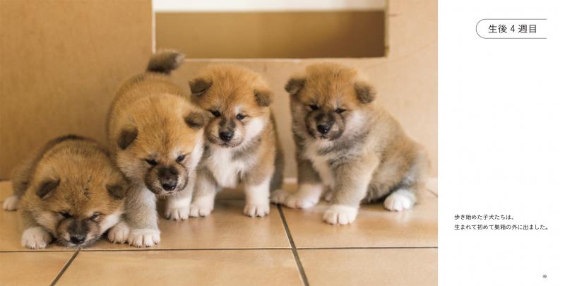 秋田犬のおやこ 酒巻 洋子 翔泳社の本