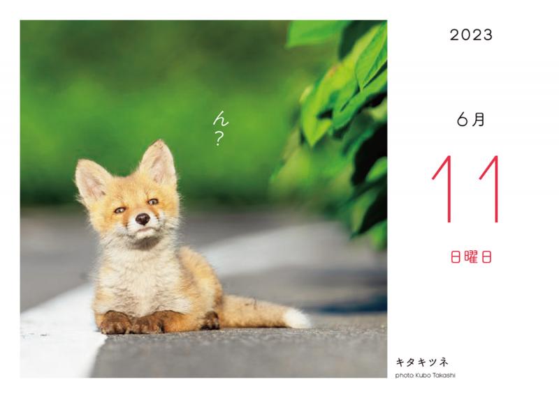 ふわもこ365日 いやしの動物日めくりカレンダー 2023 ｜ SEshop｜ 翔