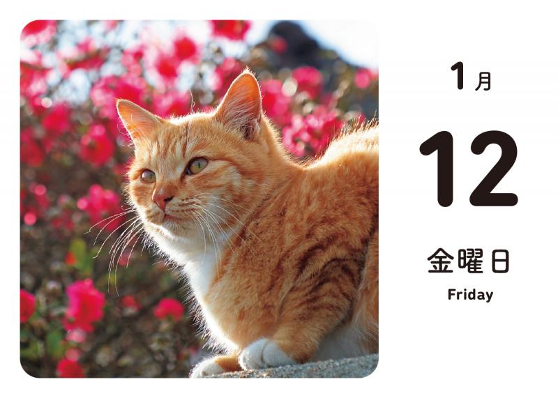 ほっこりゆったり毎日島猫 日めくりカレンダー 2024（simabossneko