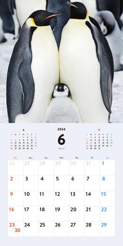 ふわふわペンギンdays カレンダー 2024（SE編集部）｜翔泳社の本